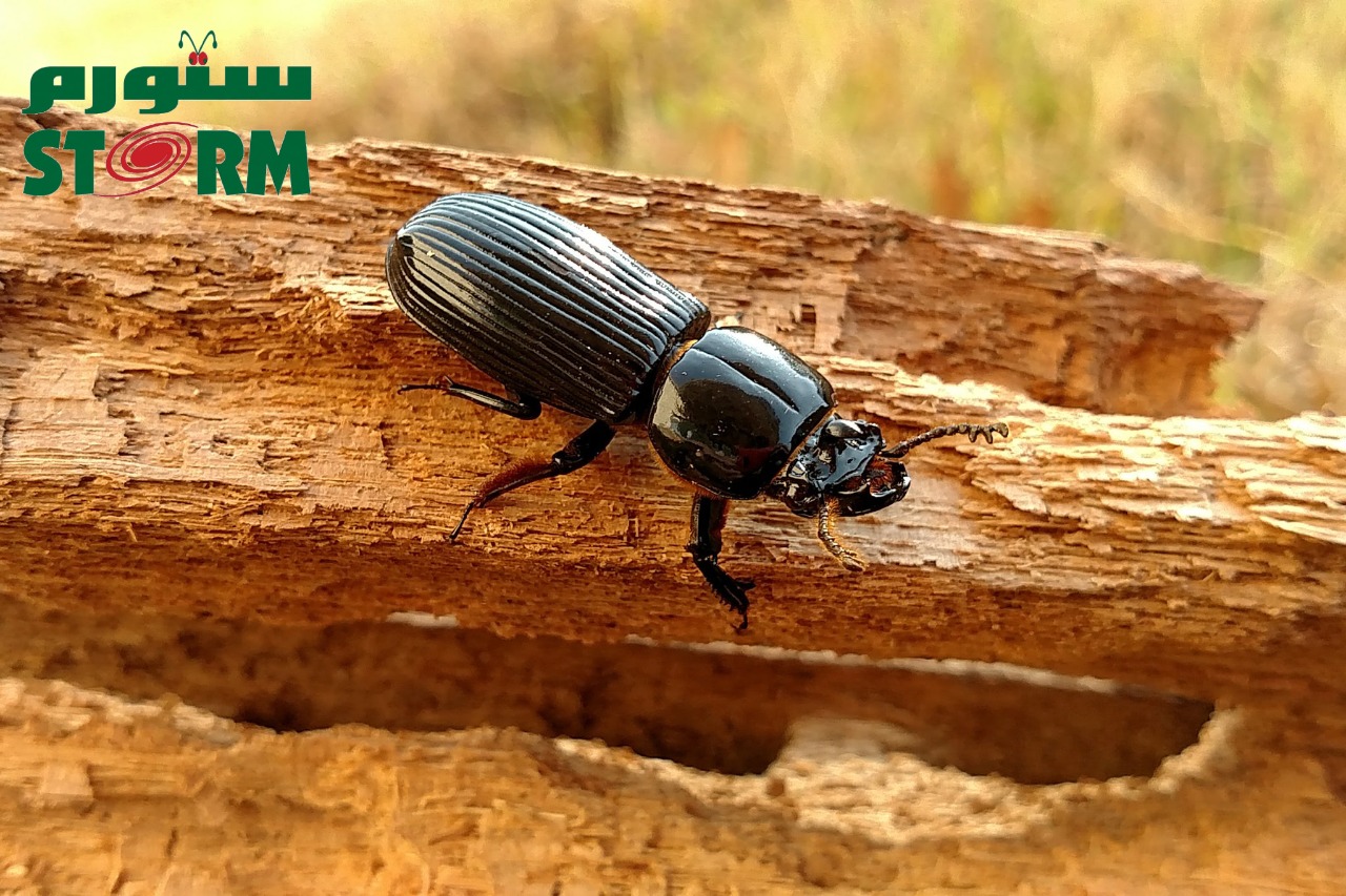 What Do Beetles Look Like? From Where Beetles Come? How Do I Get