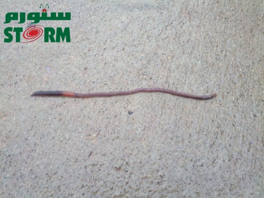 How To Get Rid Of Earthworms In The Bathroom ستورم Storm - How To Get Rid Of Red Worm In Bathroom