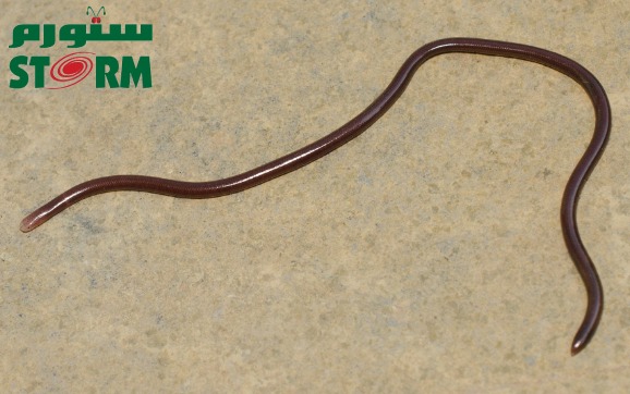 How To Get Rid Of Earthworms In The Bathroom ستورم Storm - How To Get Rid Of Red Worm In Bathroom Sink Drain